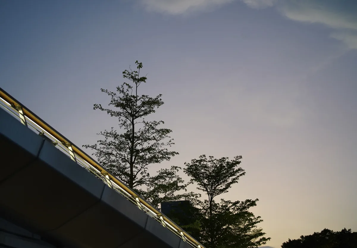 Trees at dusk